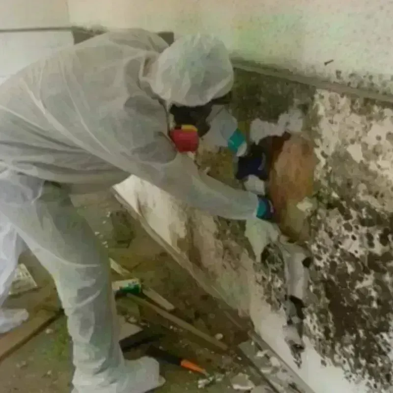 Mold Remediation and Removal in East Norwich, NY